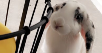 deborah pet sitter à MOIVRONS 54760_6