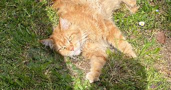 dahyna  pet sitter à POILLY LEZ GIEN 45500_1