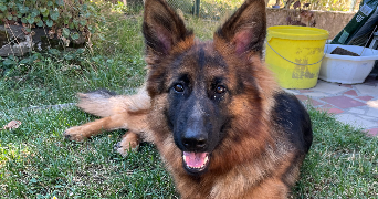 mélina pet sitter à ANNECY 74940_2