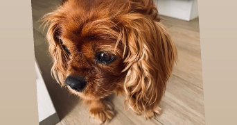 françois pet sitter à DEGRE 72550_1