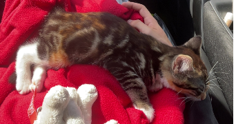 eloan pet sitter à CHERBOURG EN COTENTIN 50110_4