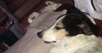 Leïlou pet sitter à VOUJEAUCOURT 25420_2
