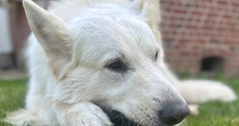 emma pet sitter à ERAGNY 95610_3
