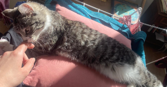 salomé pet sitter à MARSEILLE 01 13001_7