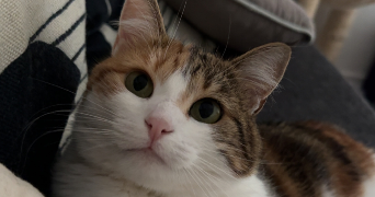 jennifer pet sitter à VENETTE 60280_1