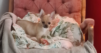 rosa pet sitter à BENNWIHR 68126_2