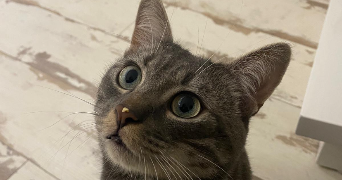 romane pet sitter à LAGNY SUR MARNE 77400_2