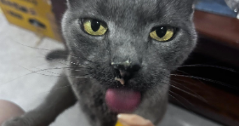 hellevise pet sitter à EPINAL 88000_2