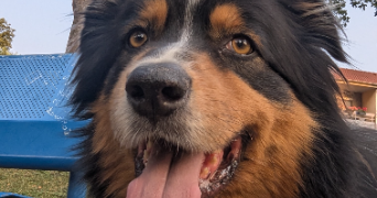 alexandre pet sitter à CHAVIGNY 54230_9