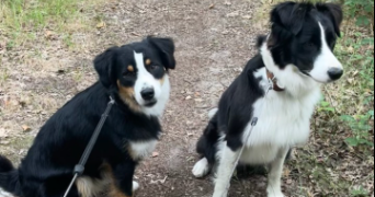 lise pet sitter à GENNES VAL DE LOIRE 49350_2