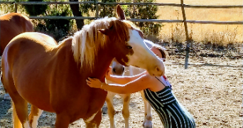 lisa pet sitter à ST MICHEL SUR ORGE 91240_8
