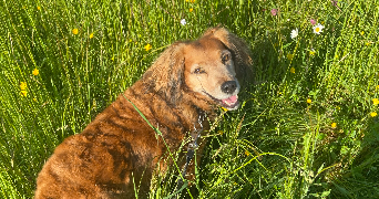 soline pet sitter à ST BRIEUC 22000_5