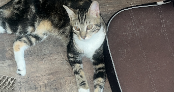 marine pet sitter à VOULANGIS 77580_7