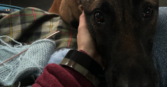 vaquette pet sitter à LILLE 59000_3