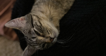 emma pet sitter à ST ALBAN LEYSSE 73230_10