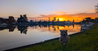 madison pet sitter à NOMDIEU 47600_3