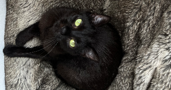 clémence pet sitter à VANNES 56000_4