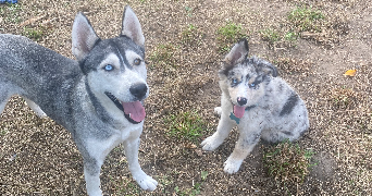 manon dog sitter à BOURG BEAUDOUIN 27380_0