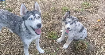 manon dog sitter à BOURG BEAUDOUIN 27380