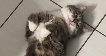 emma  pet sitter à Montceau-les-Mines 71300_9
