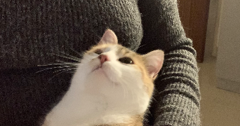 brigitte pet sitter à PERSAN 95340_2