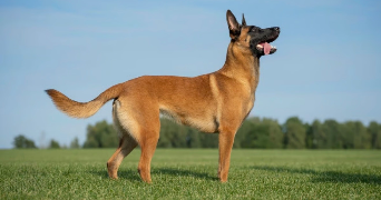 elvire pet sitter à HYERES 83400_0