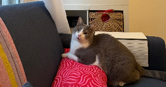 nolwenn cat sitter à PARIS 10 75010_6