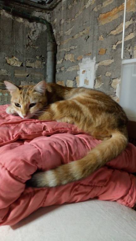 brigitte cat sitter à Cahors 46000_2
