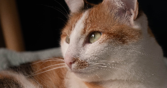 amandine pet sitter à WATTIGNIES 59139_4