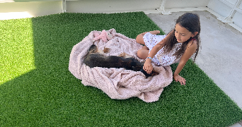 berenice pet sitter à MELESSE 35520_3