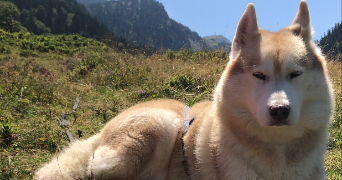 maeva pet sitter à BOUILLON 64410_7