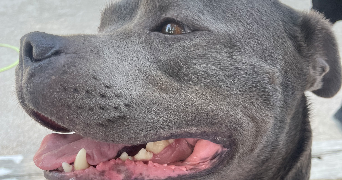 aurore pet sitter à MARSEILLE 09 13009_3