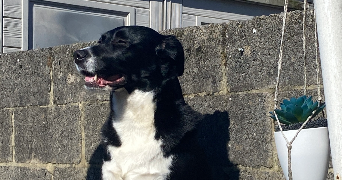 lyz-erina pet sitter à PESCHE 5660_2