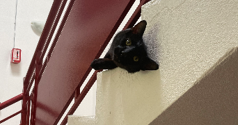 elisa pet sitter à PAU 64000_3