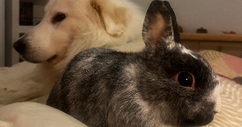 marine pet sitter à GIRAUMONT 54780_2