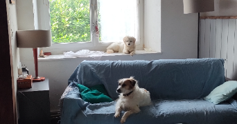 valérie pet sitter à SAVIGNY SUR BRAYE 41360_1