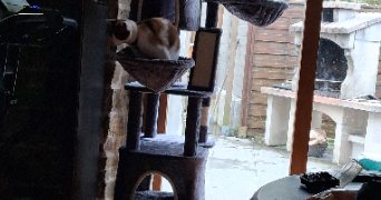 jérôme  pet sitter à Grand-Fougeray 35390_3