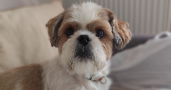 stéphanie pet sitter à PONTAULT COMBAULT 77340_2
