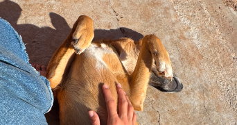 sandra pet sitter à MARSEILLE 09 13009_1