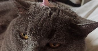 pandora pet sitter à BAYEUX 14400_2