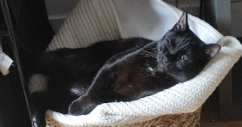 manon pet sitter à ROUEN 76100_6