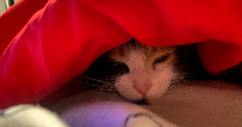 lise pet sitter à CHATILLON COLIGNY 45230_2