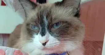 sara cat sitter à MONTIGNY LE BRETONNEUX 78180