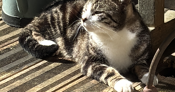 charlotte pet sitter à MALAKOFF 92240_3