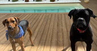 ivanna pet sitter à PARIS 11 75011_2