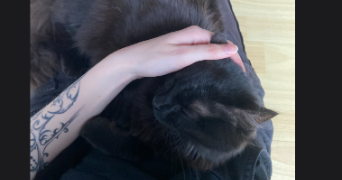 elisa pet sitter à ST ETIENNE 42000_1