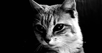 pascal pet sitter à ECHILLAIS 17620_3