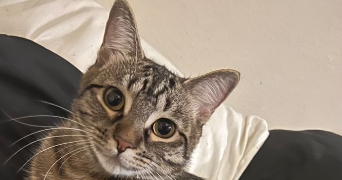 lena pet sitter à CORBERE 66130_4
