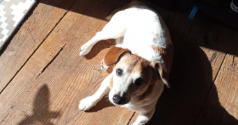 annie pet sitter à Saint-Saud-Lacoussière 24470_4