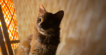 jade pet sitter à Bordeaux  33300_1